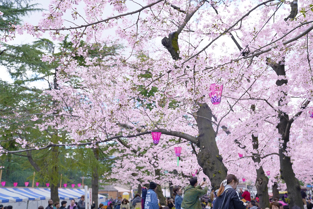 鶴舞公園の桜が満開 連日お花見で賑わっています Gla中京本部 公式サイト